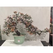 20026   Jade bonsai